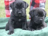 A kalite blue ve black cane corso yavrularımız