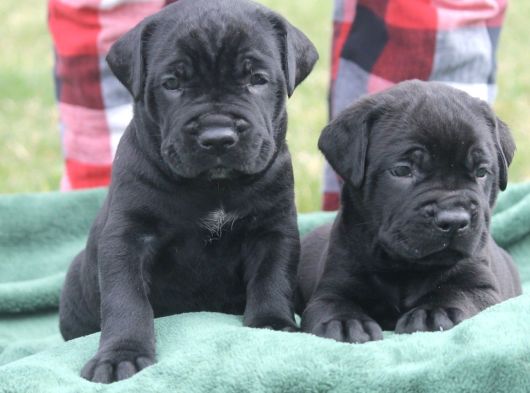 A kalite blue ve black cane corso yavrularımız