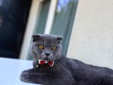 Scottish fold