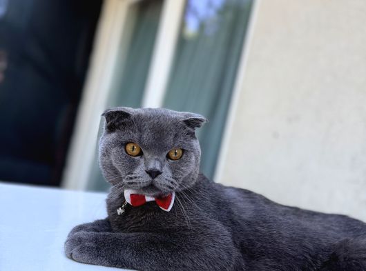 Scottish Fold