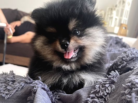 Pomeranian Boo Teddy Bear Ayı Surat Yavrularımız görsel