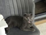 Scottish Fold