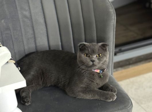 Scottish Fold görsel