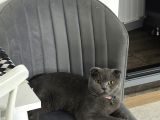 Scottish Fold
