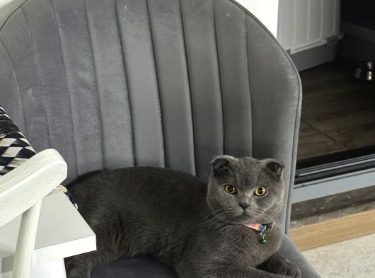 Scottish Fold görsel