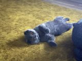 Scottish Fold