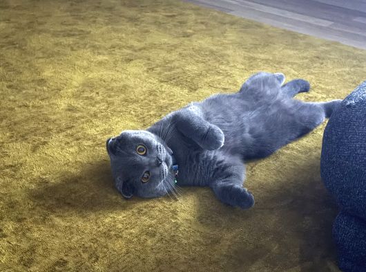 Scottish Fold görsel