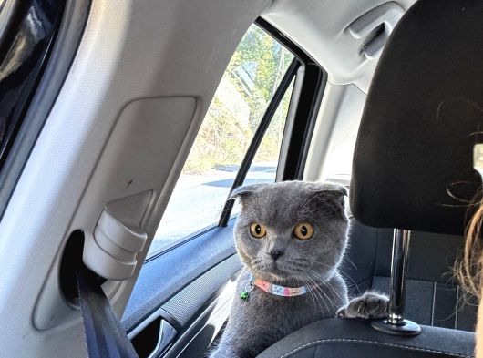 Scottish Fold görsel