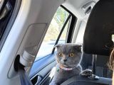 Scottish Fold