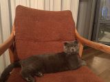 Scottish Fold