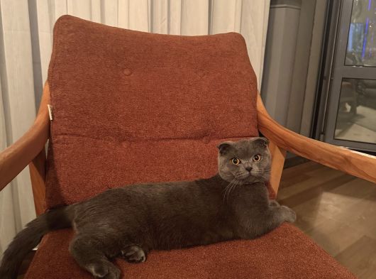 Scottish Fold görsel
