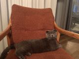 Scottish fold