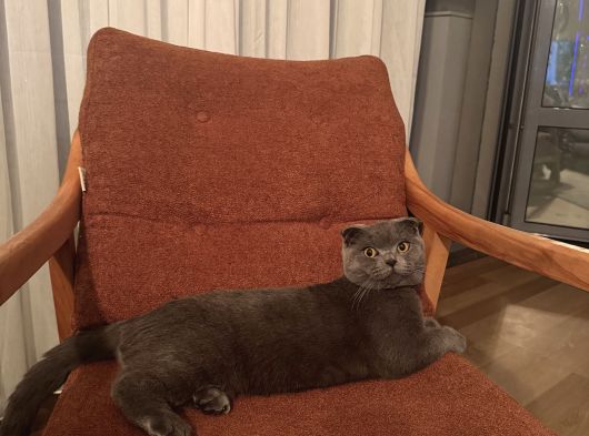 Scottish Fold