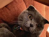 Scottish Fold