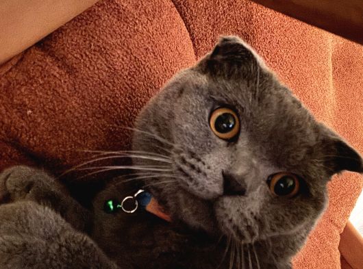 Scottish Fold görsel