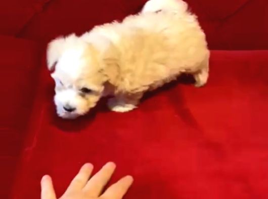Maltipoo Bebeklerimiz Evinizin Neşesi görsel