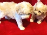Maltipoo Bebeklerimiz Evinizin Neşesi
