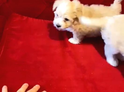 Maltipoo Bebeklerimiz Evinizin Neşesi görsel