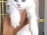 British longhair yavrumuz