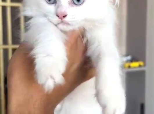 British Longhair Yavrumuz