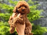 Teacup Korea Orji̇nal Kg Garanti̇li̇ Bebekler