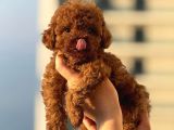 Teacup Korea Orji̇nal Kg Garanti̇li̇ Bebekler
