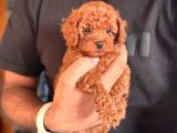 TEACUP KOREA ORJİNAL KG GARANTİLİ BEBEKLER
