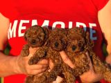 Teacup Korea Orji̇nal Kg Garanti̇li̇ Bebekler