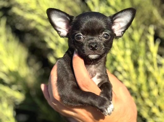 Teacup Şivavalar görsel