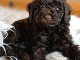 Eriyen Sevgi Dolu Çikolata Poodle