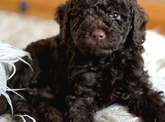 Eriyen Sevgi Dolu Çikolata Poodle görsel