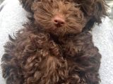 Eriyen Sevgi Dolu Çikolata Poodle
