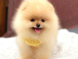 Ayıcık Yüzlü Orjinal Pomeranian Boo