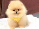 Ayıcık Yüzlü Orjinal Pomeranian Boo