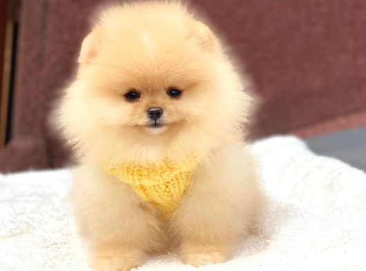 Ayıcık Yüzlü Orjinal Pomeranian Boo görsel