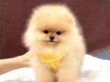 Ayıcık Yüzlü Orjinal Pomeranian Boo
