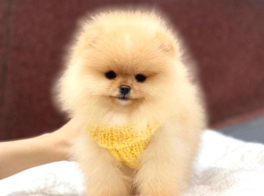 Ayıcık Yüzlü Orjinal Pomeranian Boo görsel