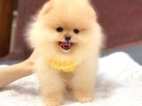 Ayıcık Yüzlü Orjinal Pomeranian Boo