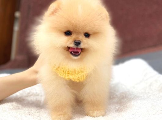 Ayıcık Yüzlü Orjinal Pomeranian Boo görsel