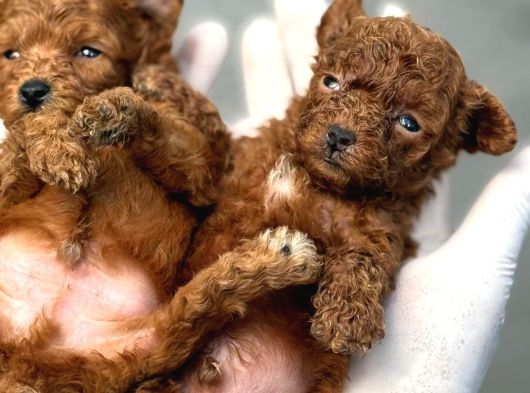 Kore Red Poodle Oyuncak Bebekler görsel