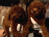 Kore Red Poodle Oyuncak Bebekler