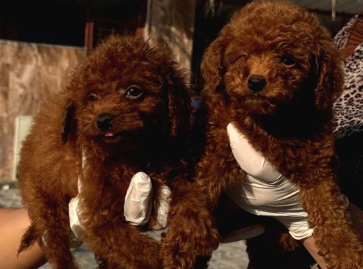 Kore Red Poodle Oyuncak Bebekler görsel