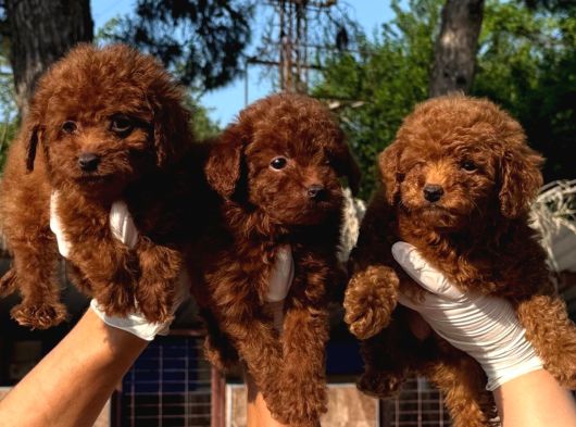 Kore Red Poodle Oyuncak Bebekler görsel