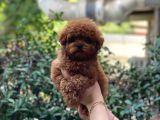 Bebek Yüzlü Toy Poodle Yavrular
