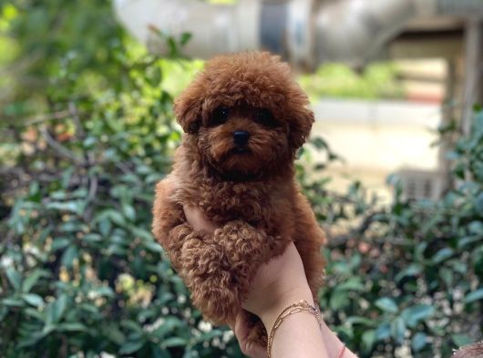 Bebek Yüzlü Toy Poodle Yavrular
