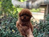 Bebek Yüzlü Toy Poodle Yavrular
