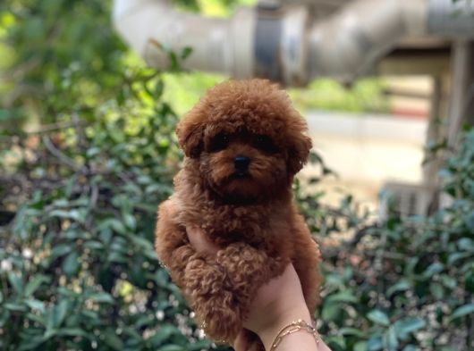 Bebek Yüzlü Toy Poodle Yavrular görsel