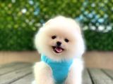 Ayıcık Yüzlü Orjinal Pomeranian Boo