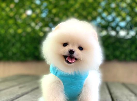 Ayıcık Yüzlü Orjinal Pomeranian Boo görsel