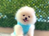 Ayıcık Yüzlü Orjinal Pomeranian Boo